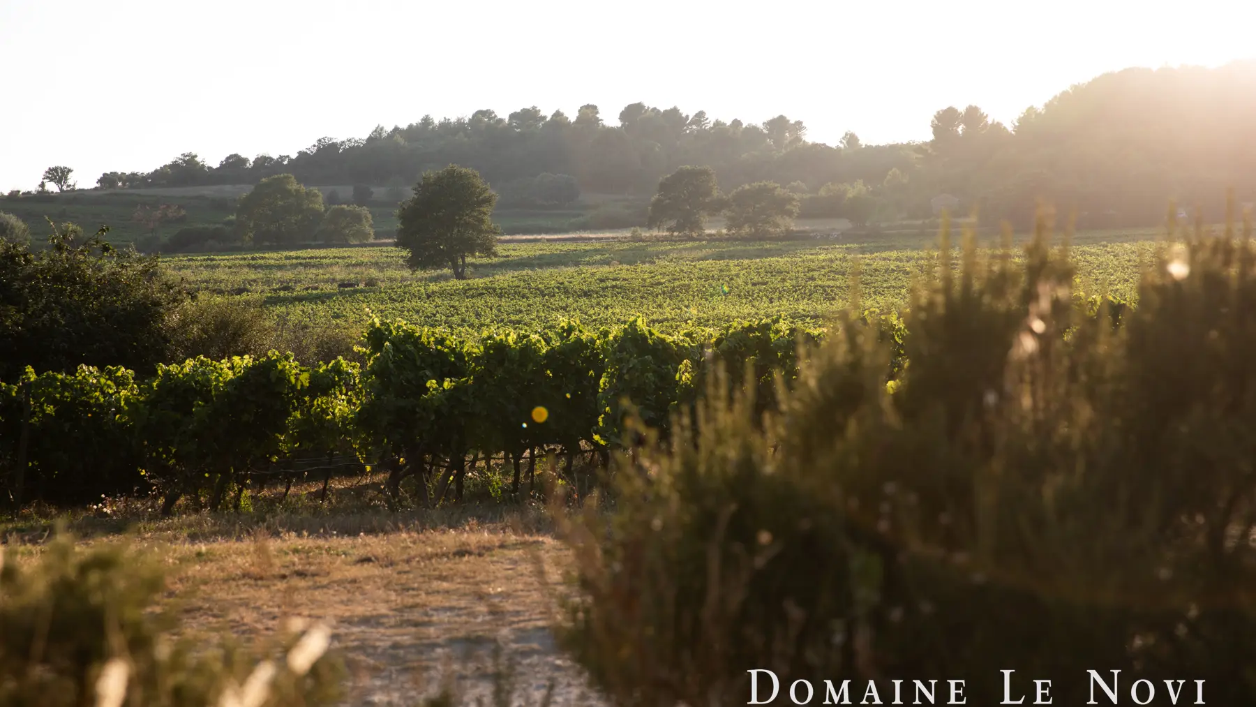 Domaine Le Novi