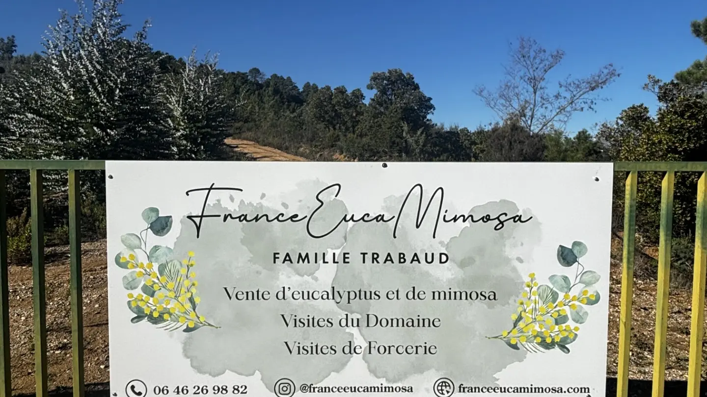 FranceEucaMimosa_Tanneron