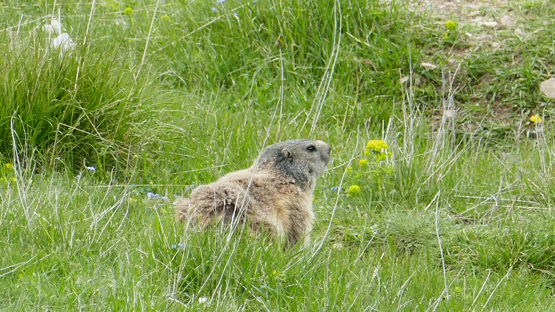 Marmotte