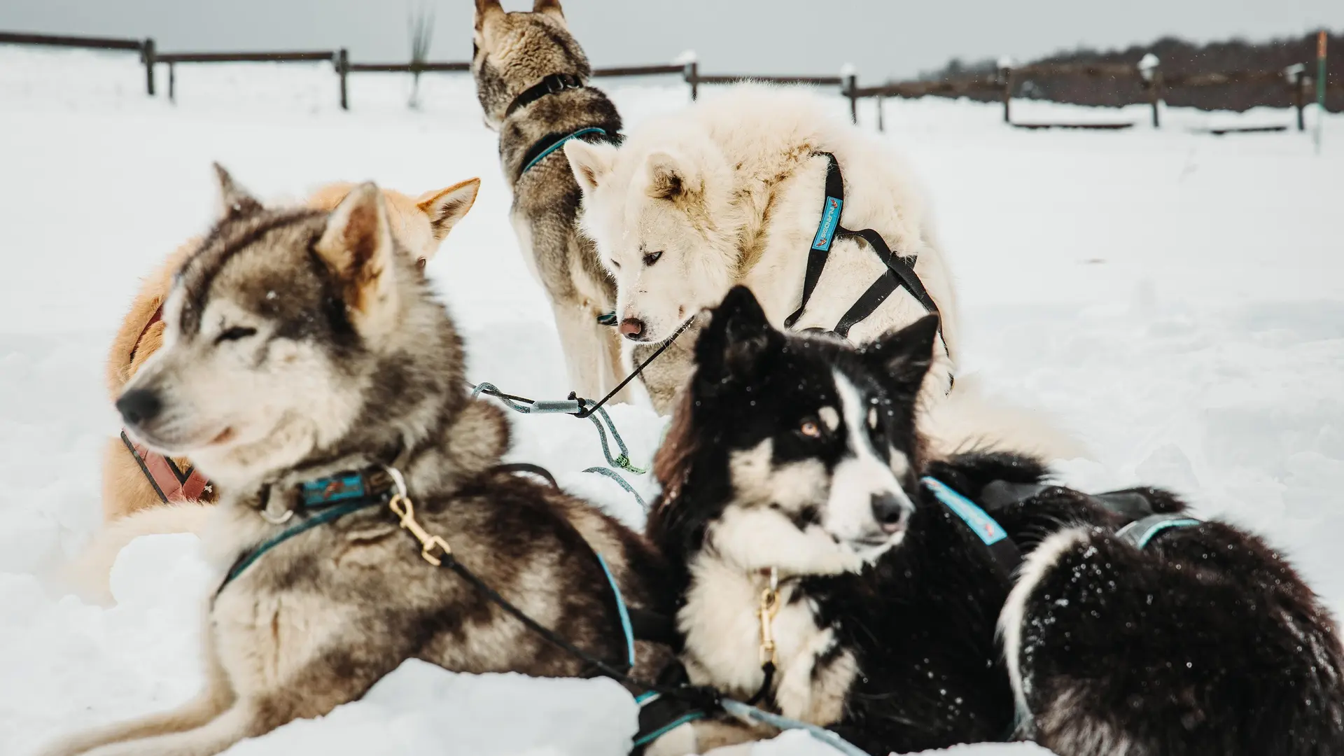 Les chiens de Terre Sauvage