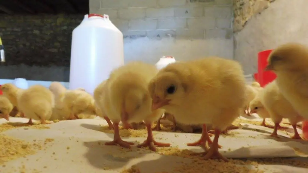 Les poussins