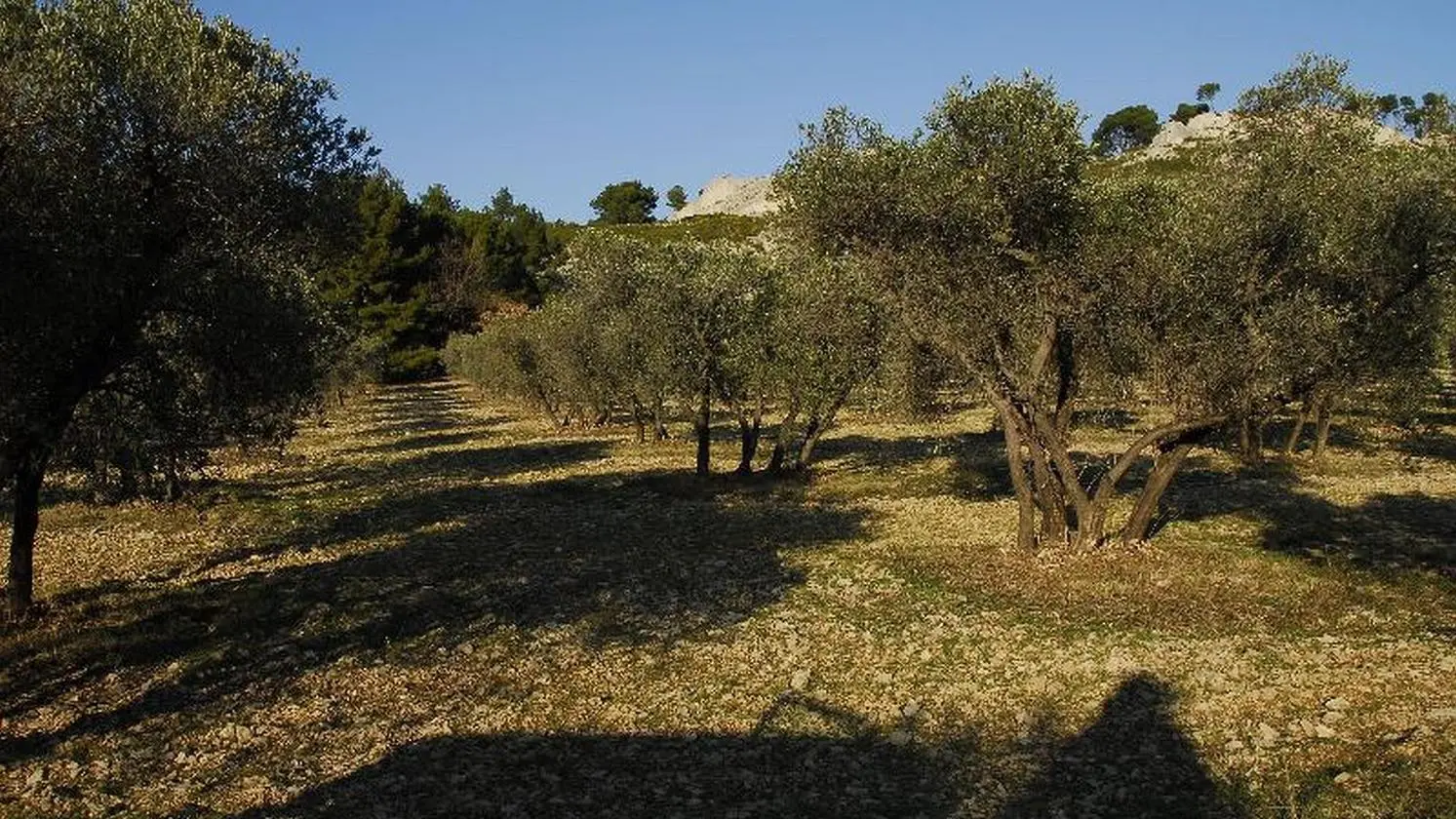 oliviers dans les Alpilles reduit