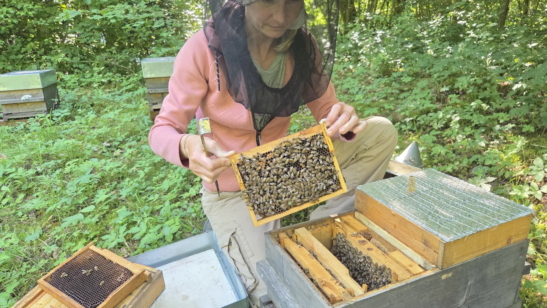 Travail dans les ruches avec Camille