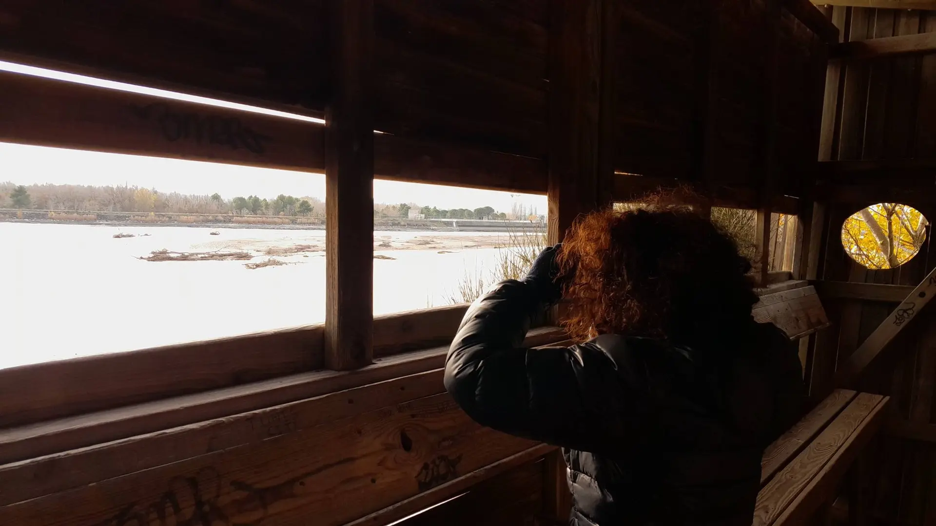 Observation ornithologique