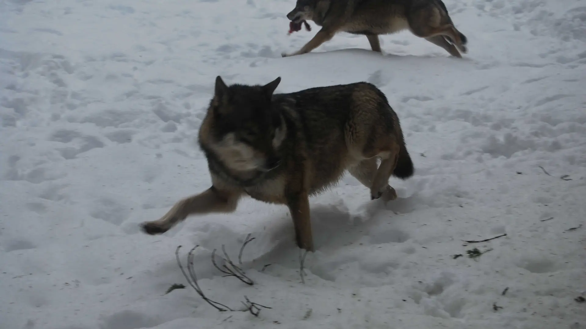 Parc Alpha Loup du Boréon