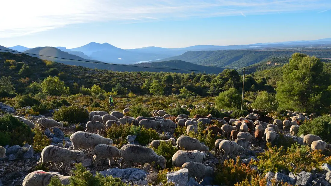 Transhumance 2018