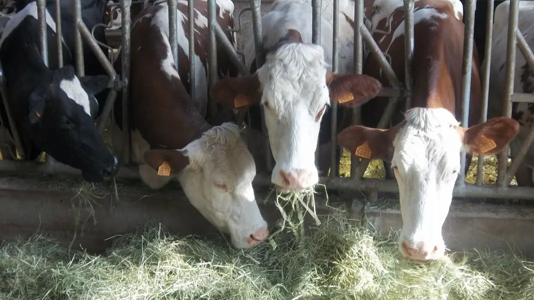 nos vaches laitères.
