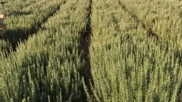 Senteurs des Collines