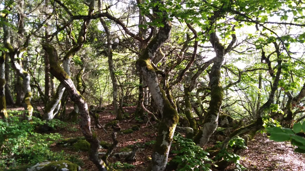 Gite d'Appolline balade en foret