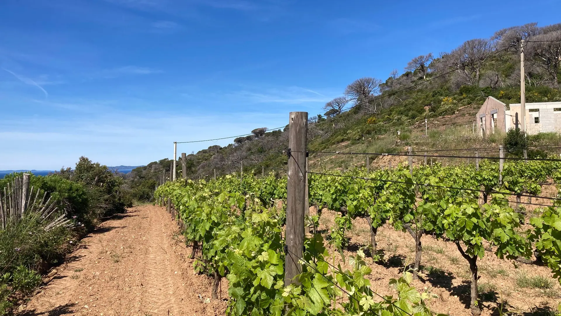 Vignobles sur le circuit du Cap Lardier