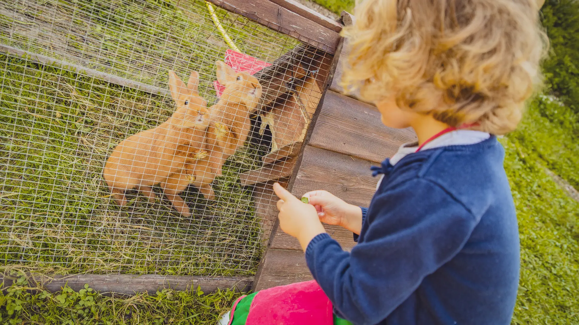 les lapins à l'atelier les petits fermiers
