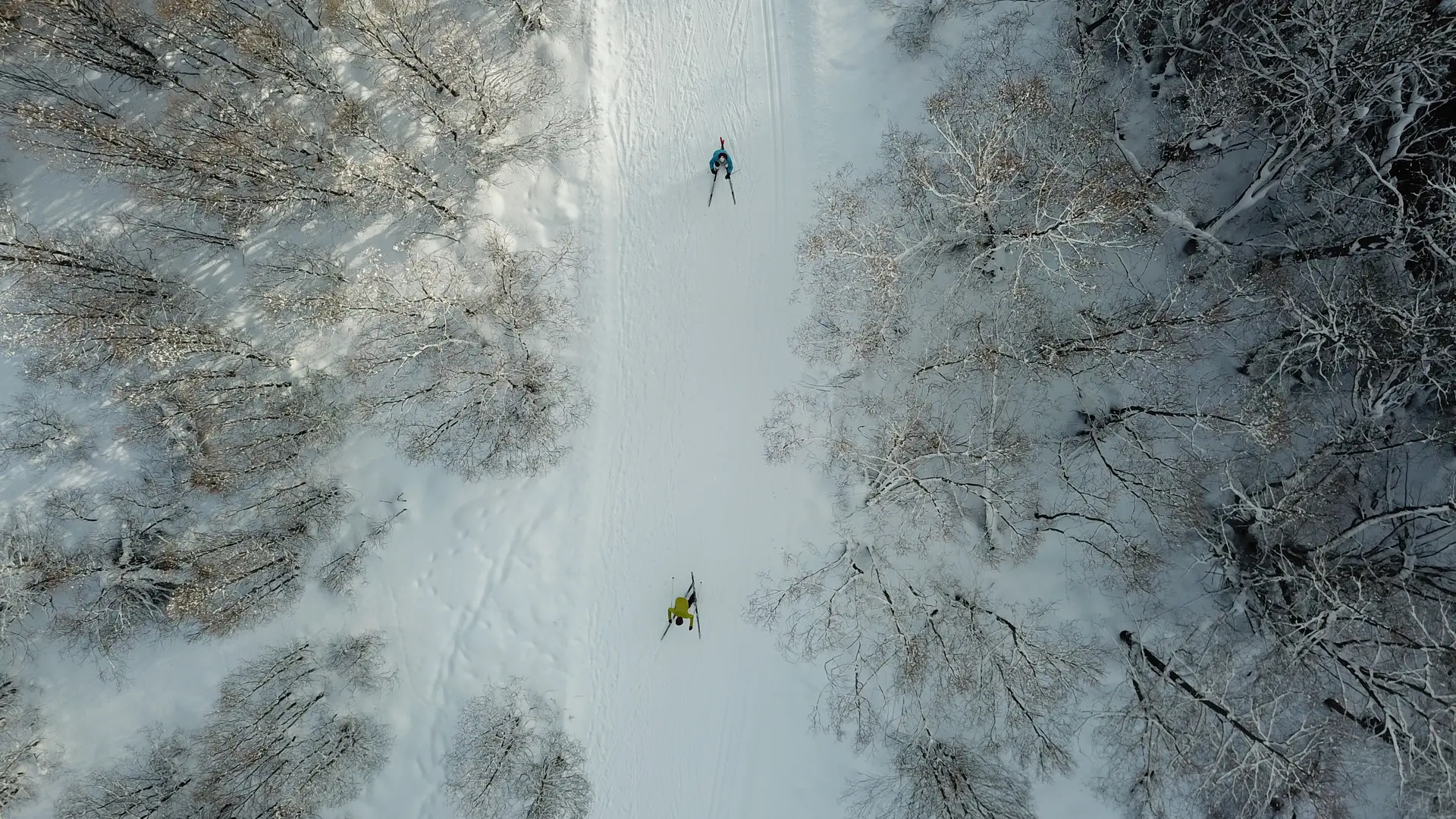 Ski de fond sauvage