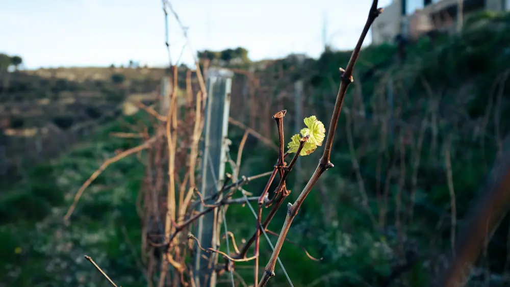 Au printemps, la vigne re démarre