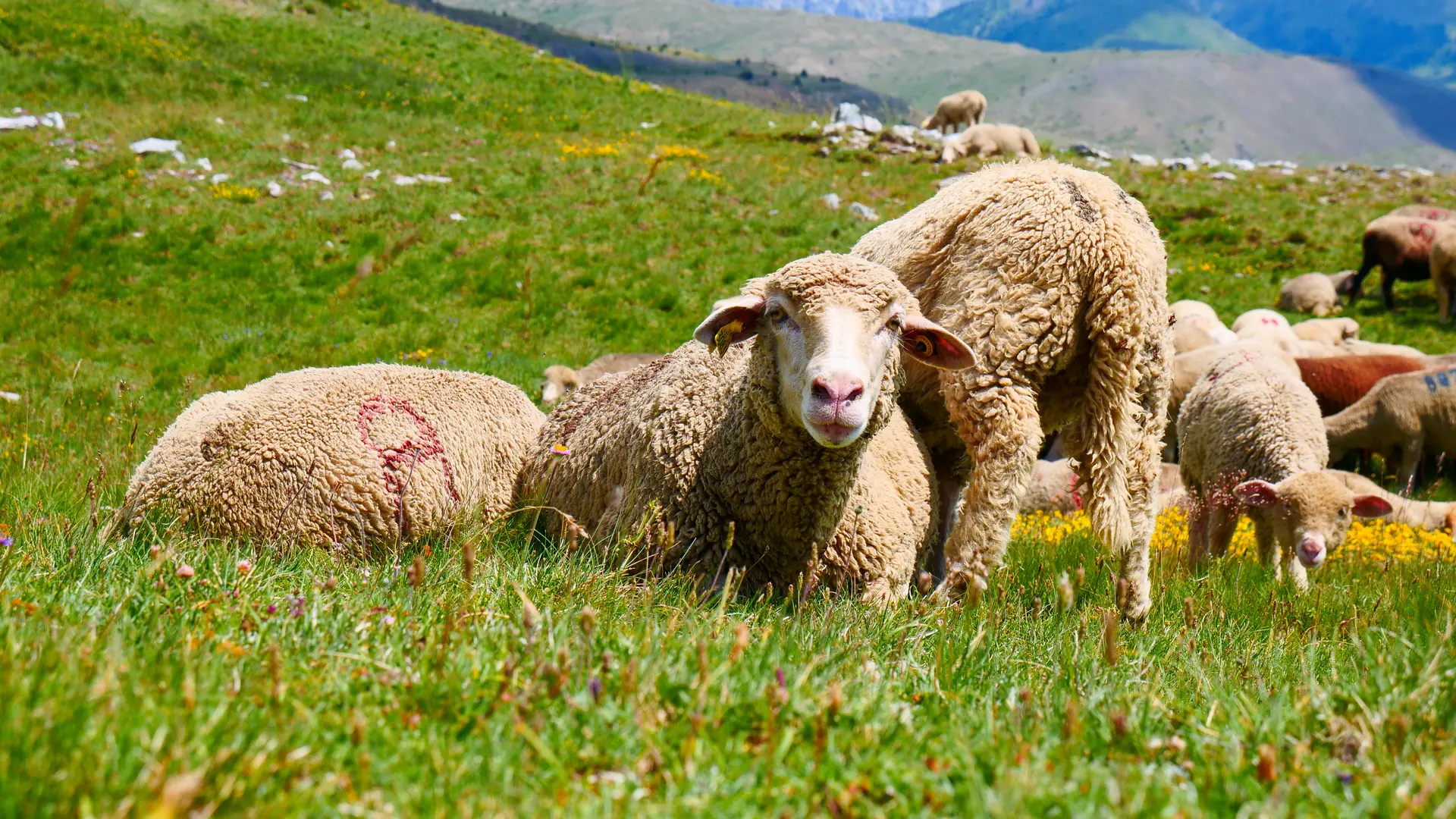 Moutons Sommet des Gondrans
