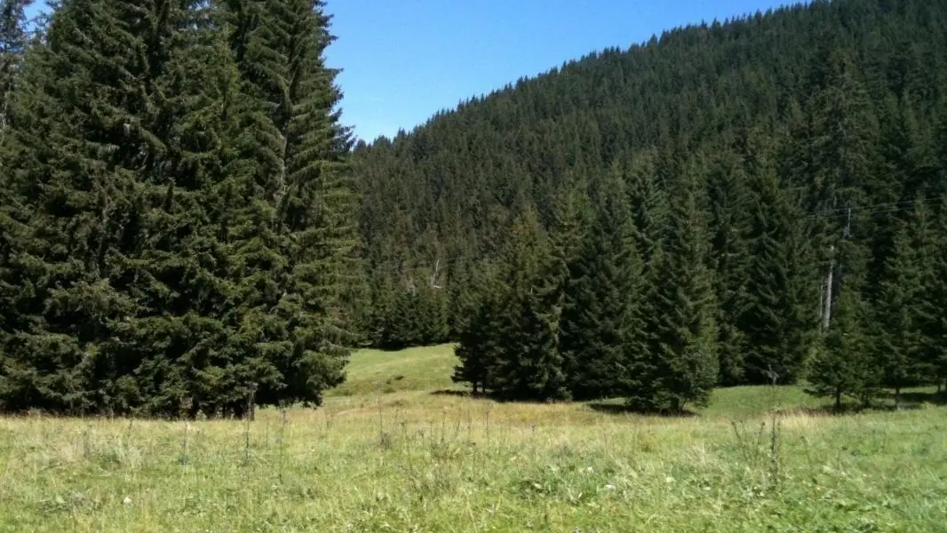 Alpage et foret, randonnées balisées de tous niveaux départ du gîte. Vue sur le Mont Blanc depuis l'Alpage de La Vieille et accès au désert de Platé ET GR96