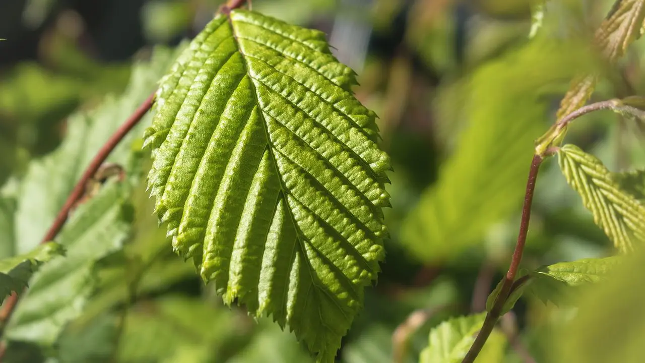 Feuilles