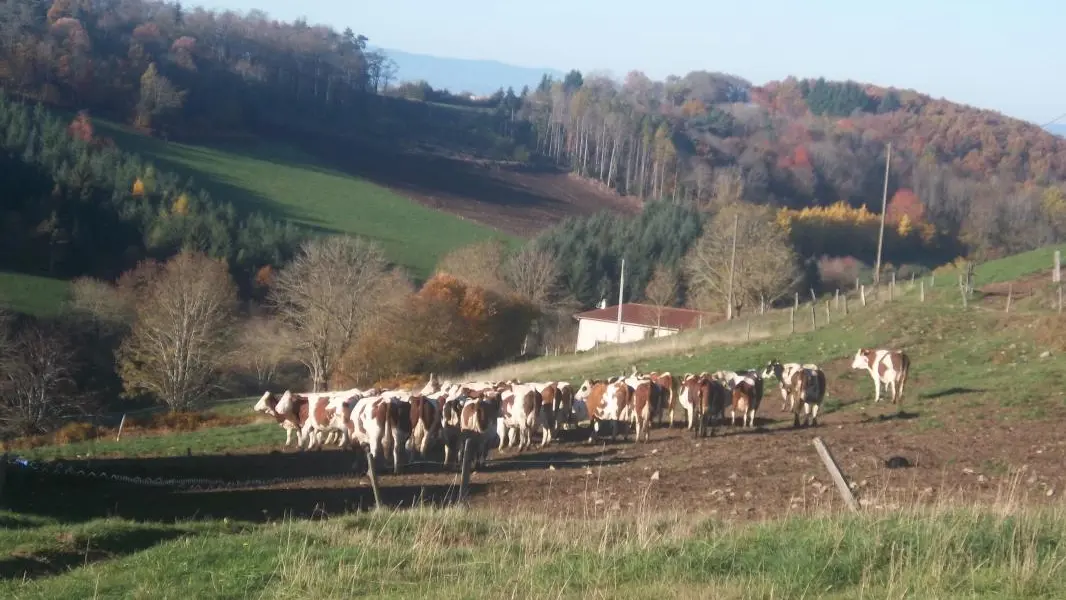 notre troupeau de vaches laitières et en fond le gîte à 300m.