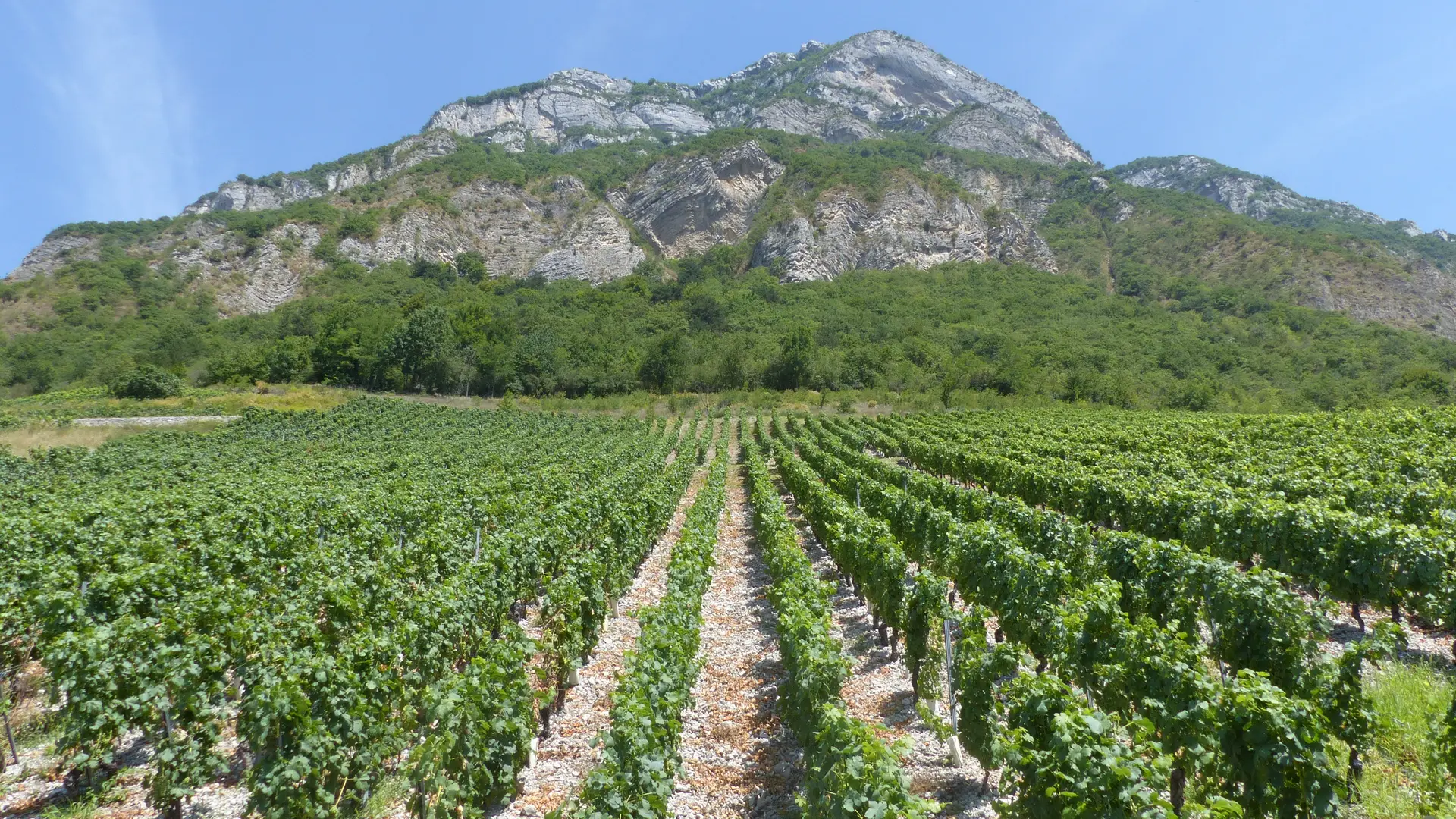 Une année du Vigneron