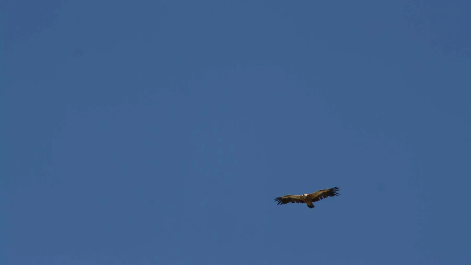 Randonnée faune sauvage Rando Terres d'Azur