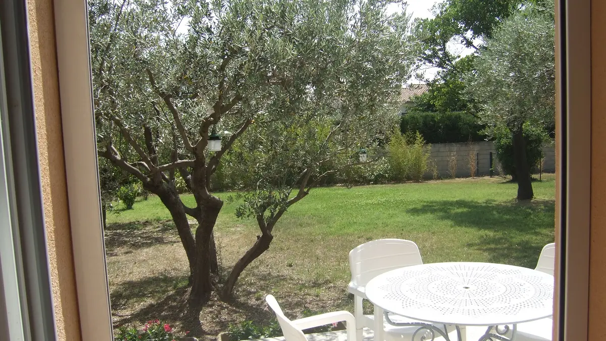 La terrasse et son olivier
