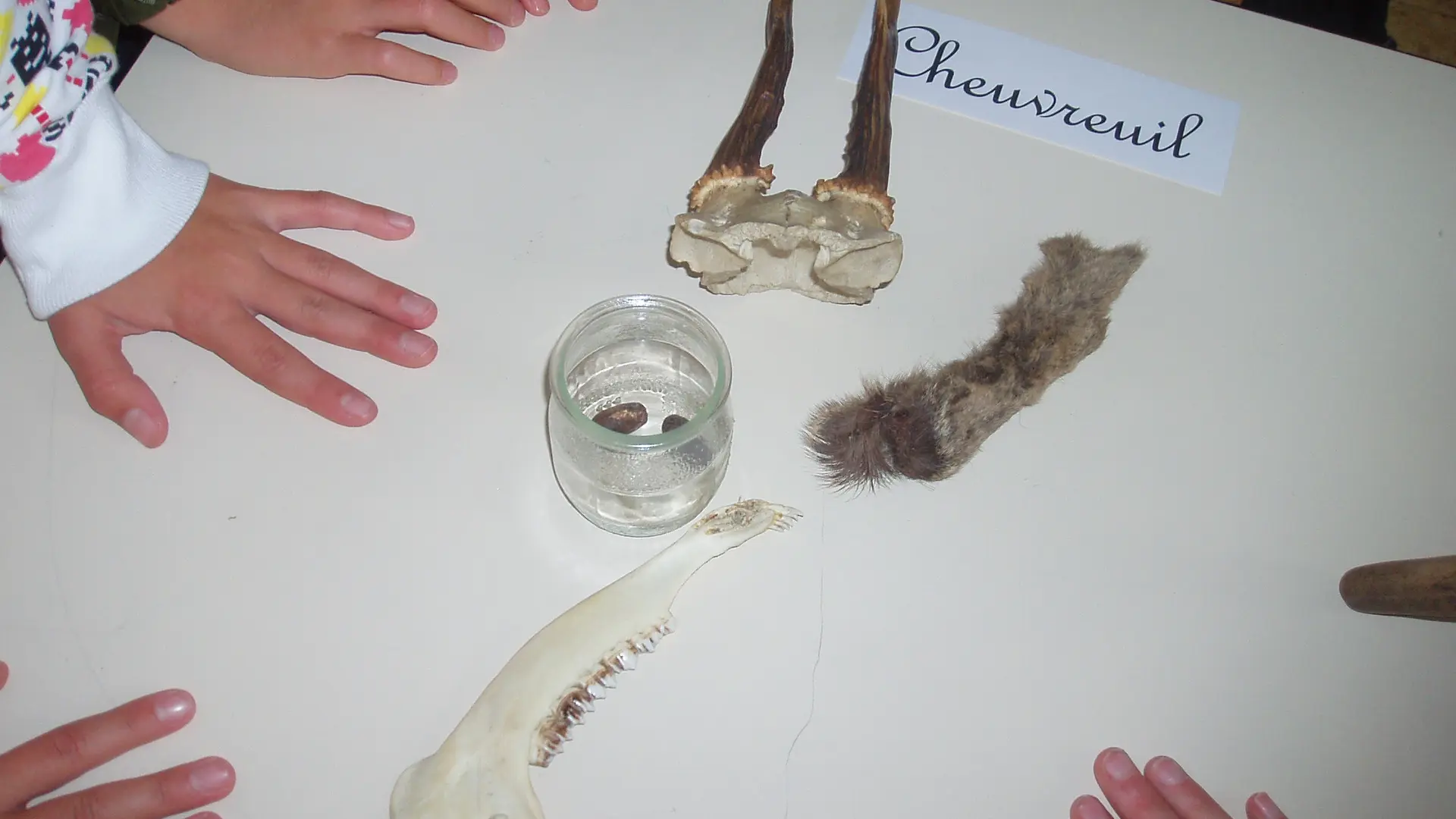Atelier autour des animaux