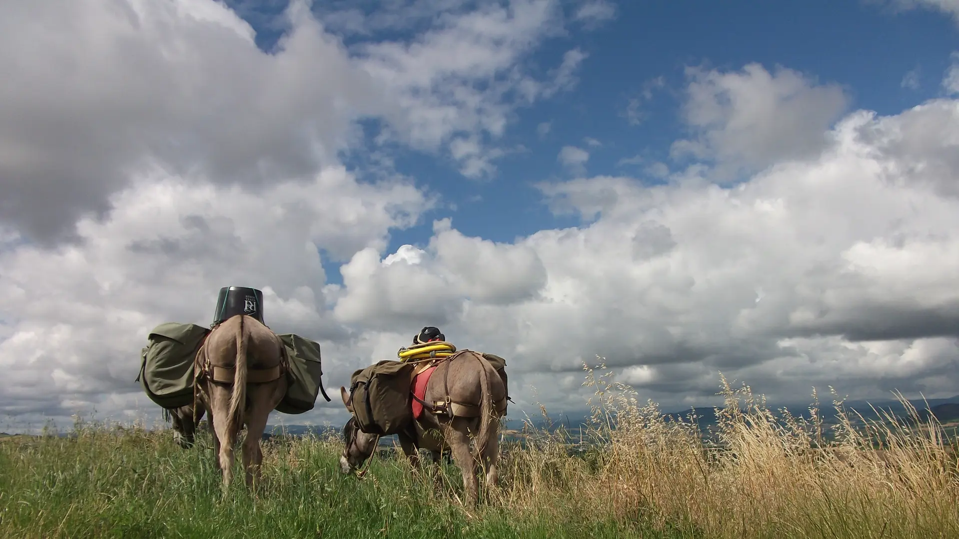 randonnée avce les ânes à Serraval dans le sud du massif des Aravis
