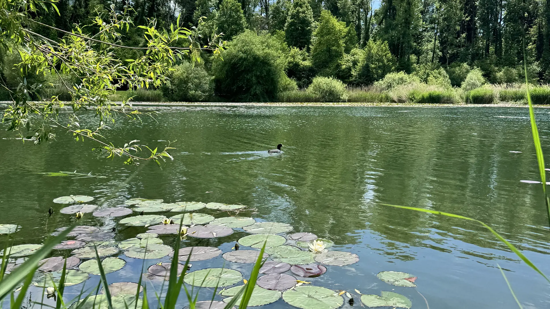 lac du môle