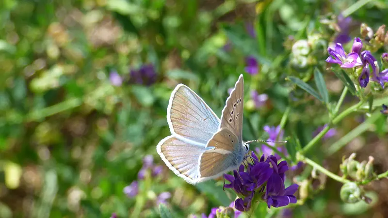 Sortie papillon