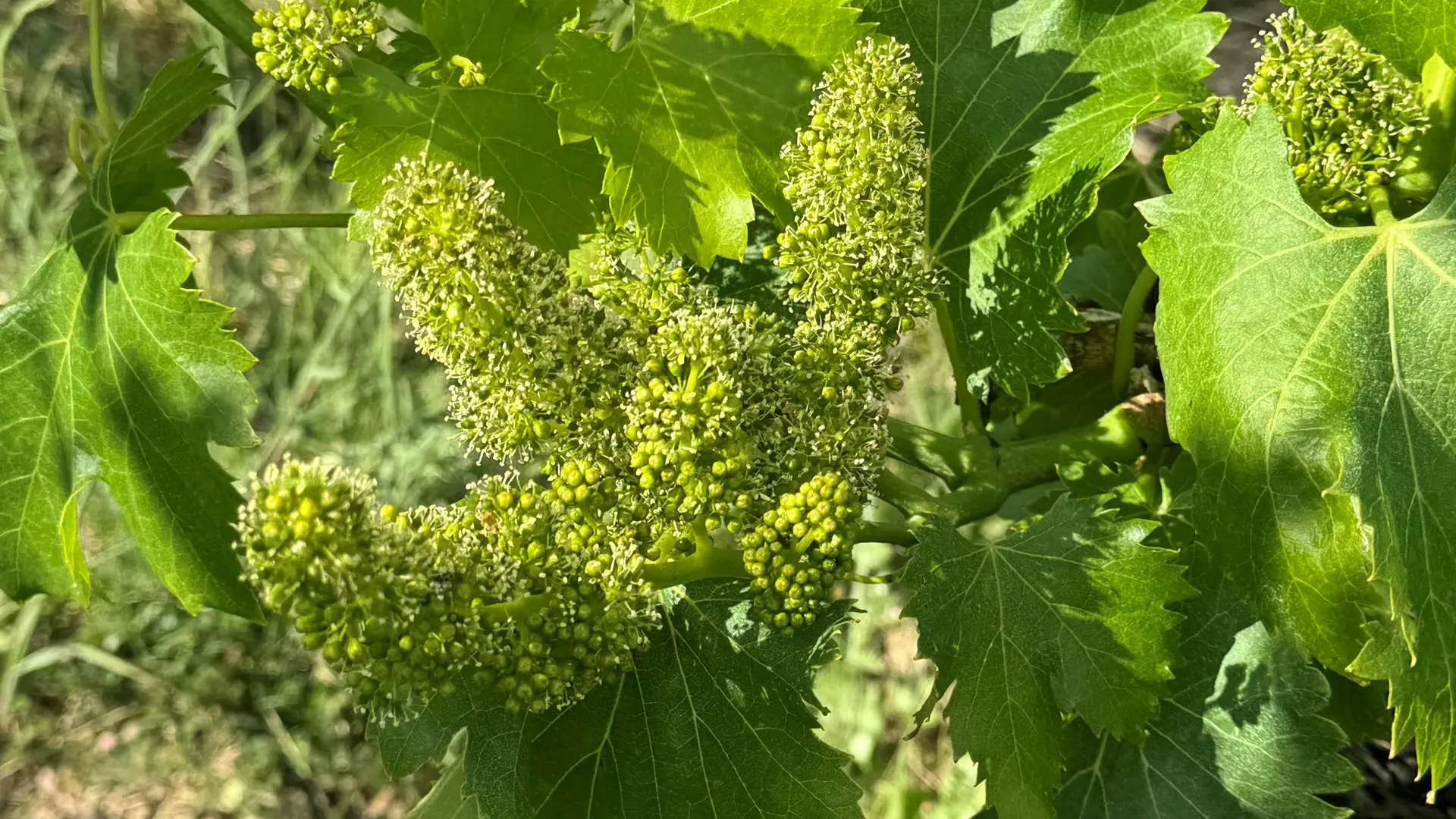 Vignes en fleurs