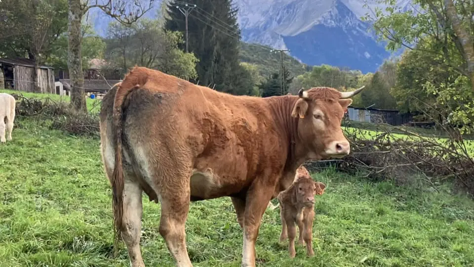 GAEC Charolais Dallas