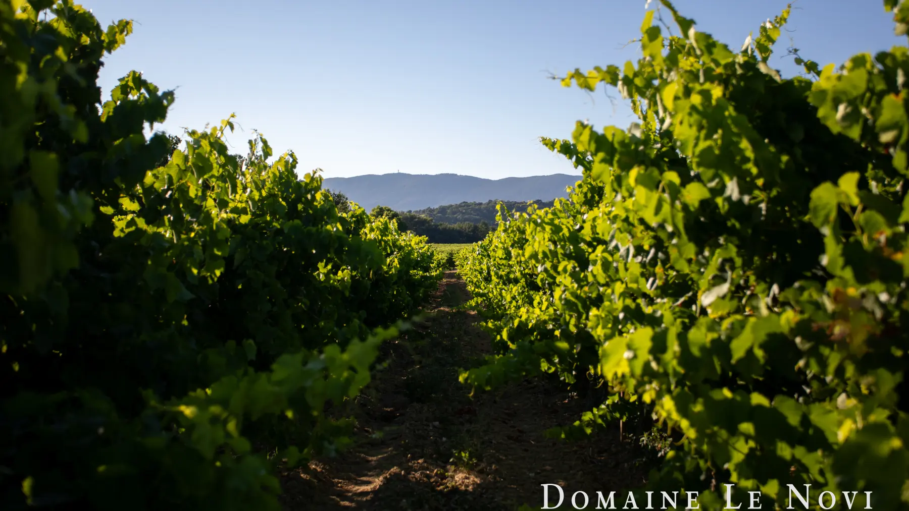 Domaine Le Novi