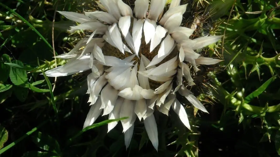 Fleur de montagne : carline.
Jardin Alpestre la Jaÿsinia à 4 km :8000 plantes , 4500 espèces de plantes de montagne ou de pays froids des 5 continents , gérer par le Muséum d'histoire naturelle de Paris , fondé par Madame Marie-Louise Cognac -Jay , de la Samaritaine à Paris.
A visiter absolument .