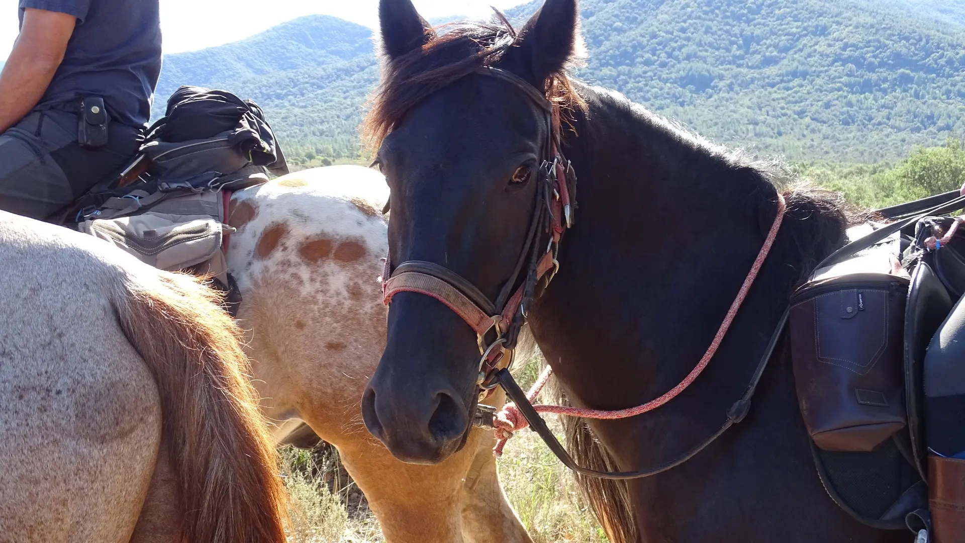 Vue sur la tête d'un cheval