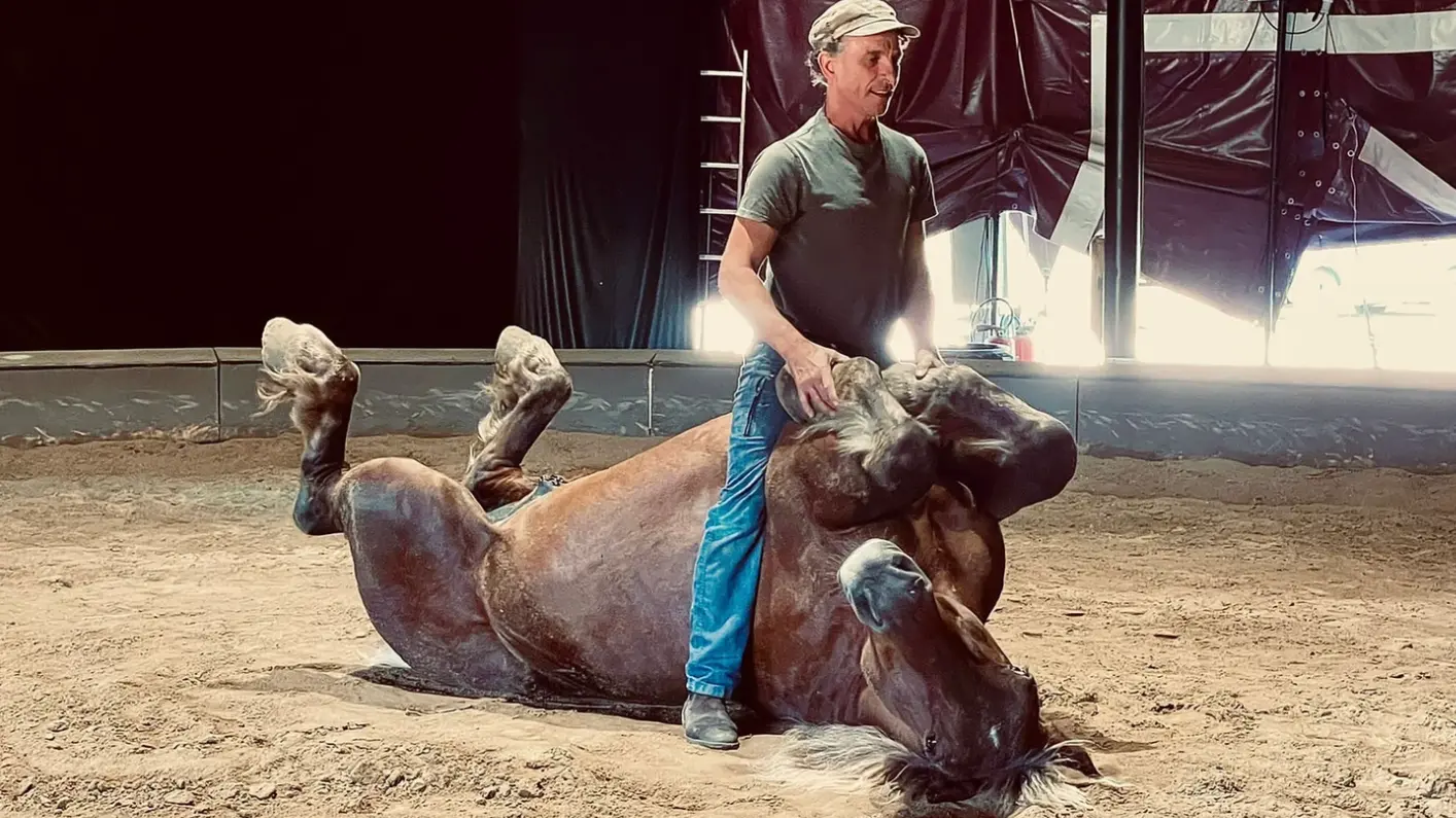 Communication et compréhension avec le cheval