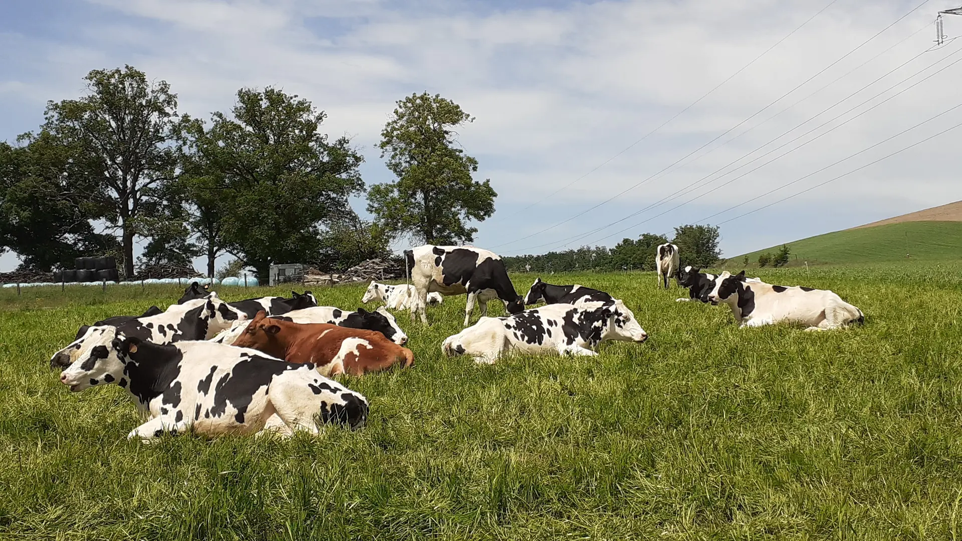 Vaches laitières en pature