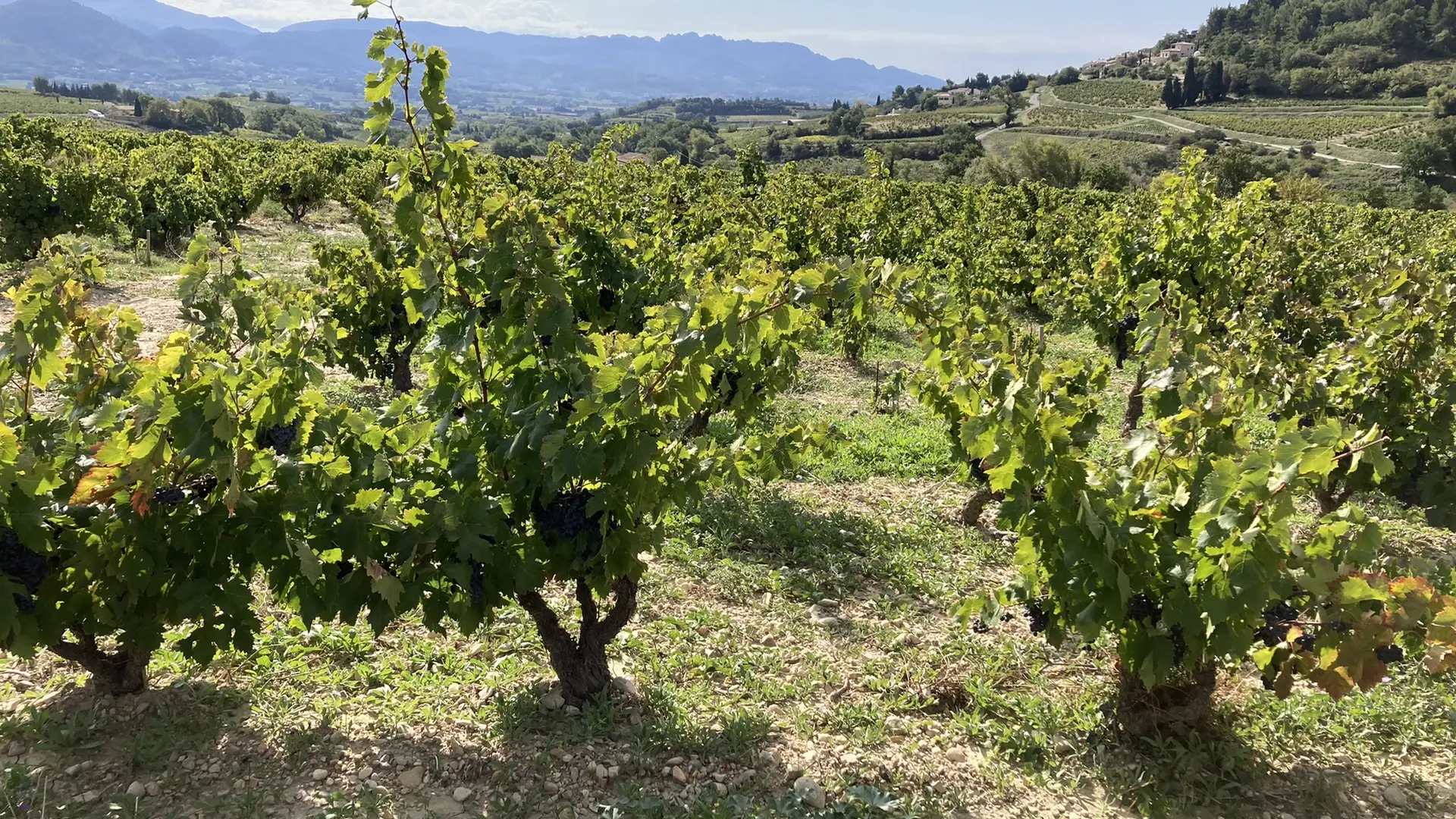 Vieilles vignes du Domaine la Luminaille