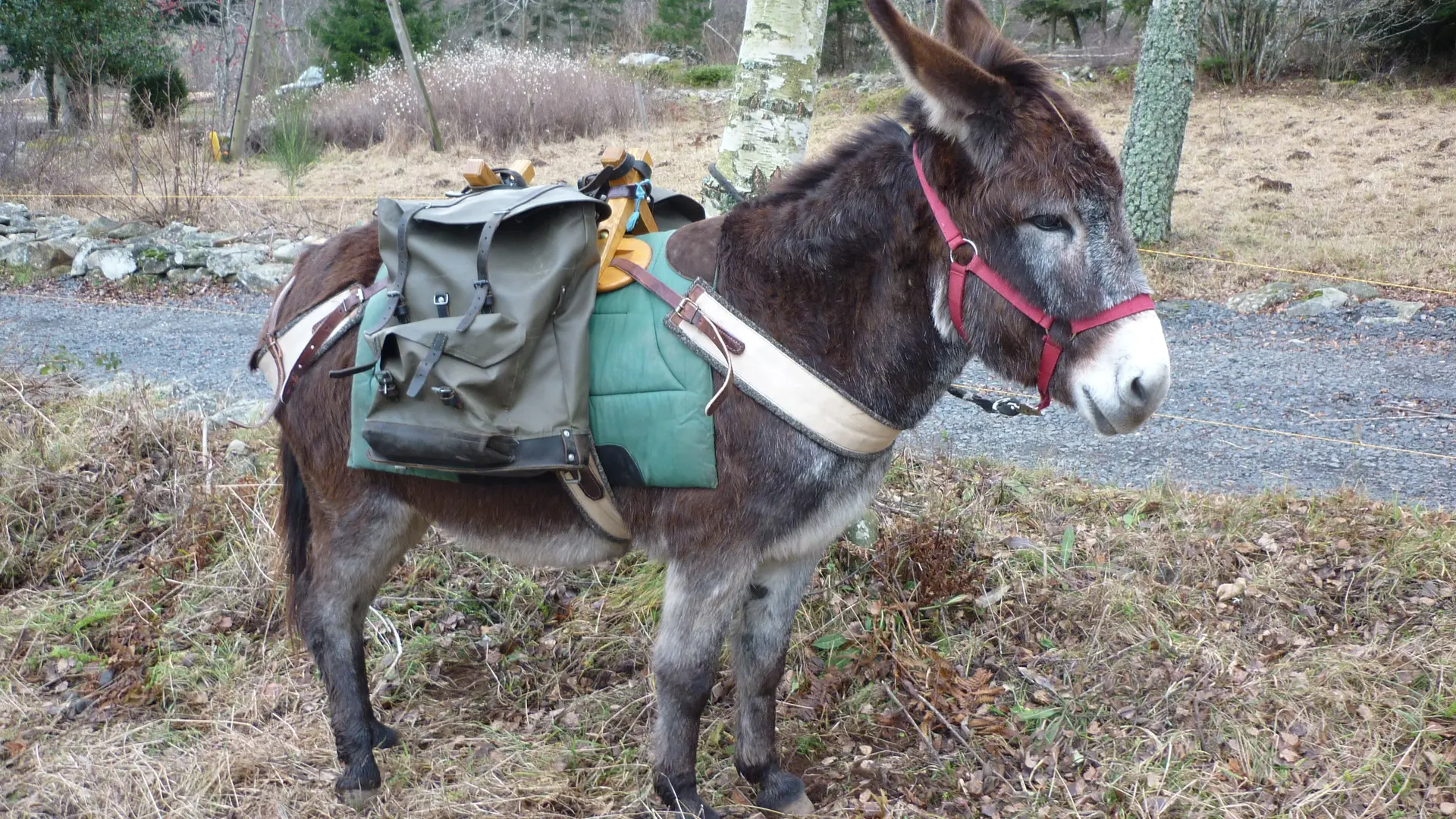 Anes au départ de randonnée