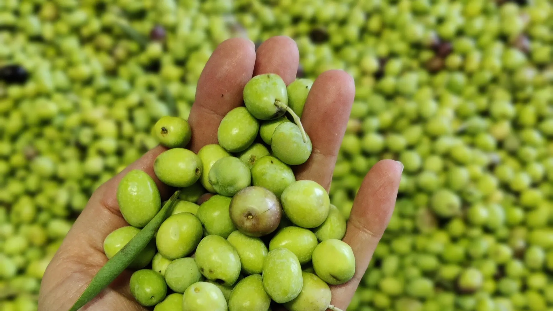 Olives