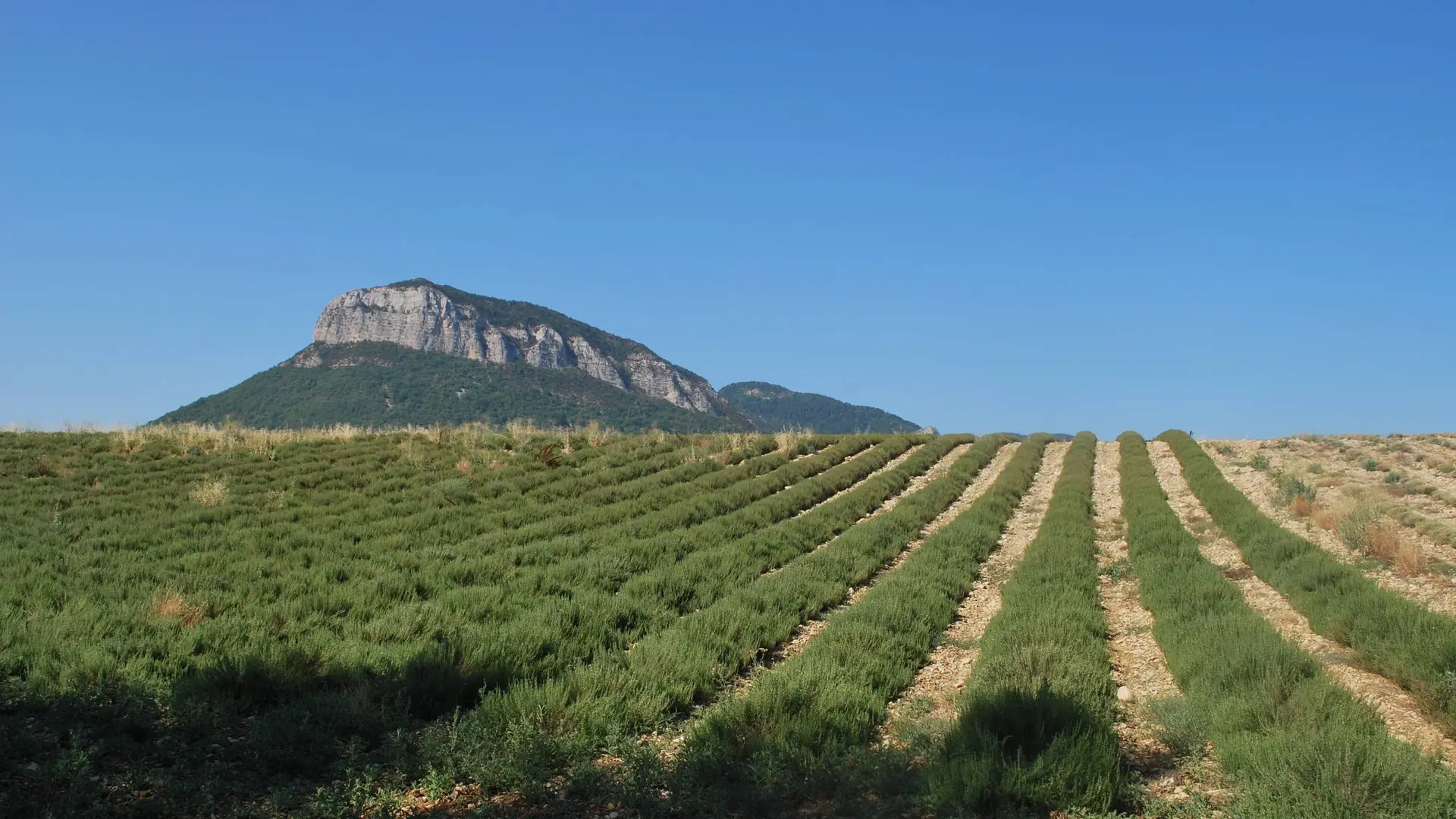 Le Mont Garde et les champs de lavande
