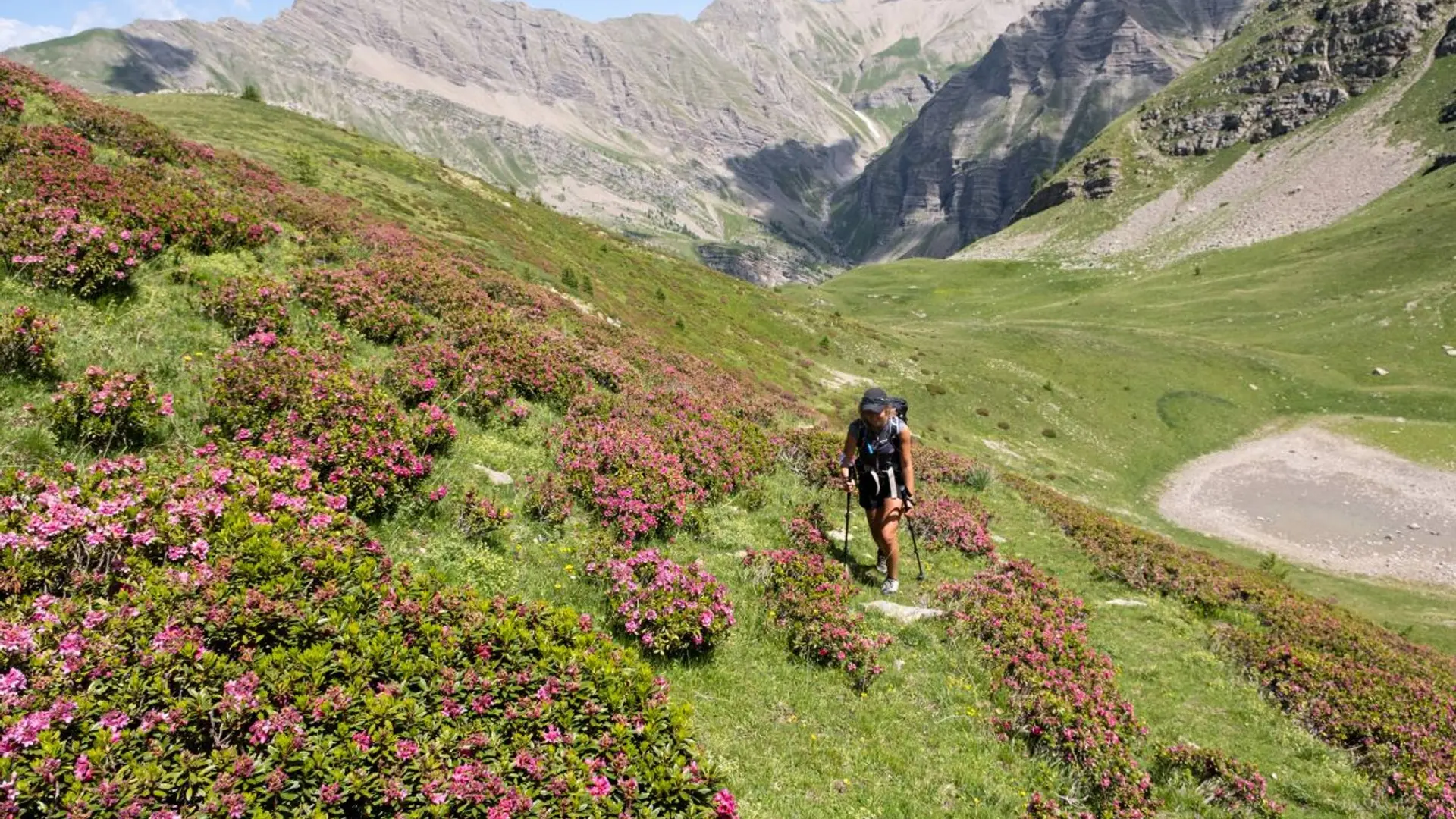 Randonneur sur le sentier du Laus au milieu des rhododendrons