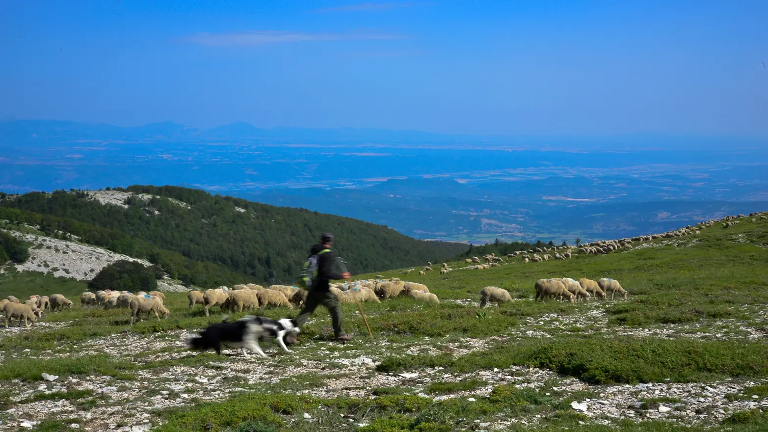 Montagne de Lure