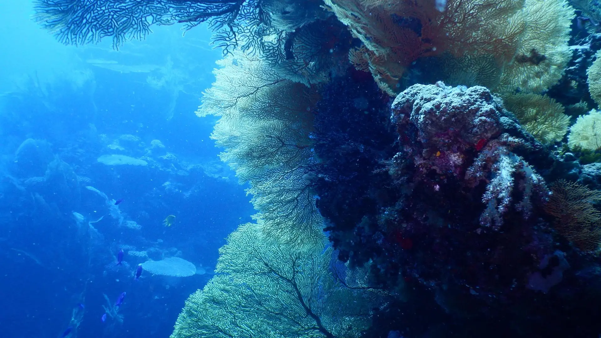 Corail, plongée sous marine, poindimié