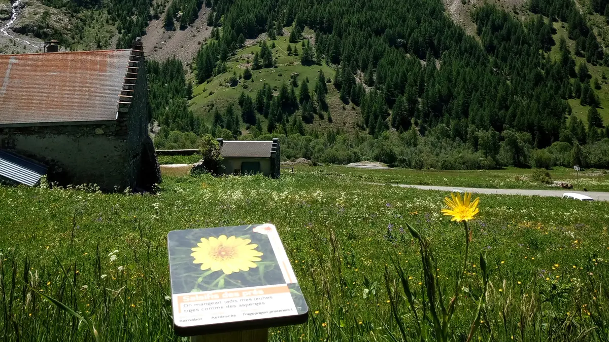 Sentier plantes comestibles