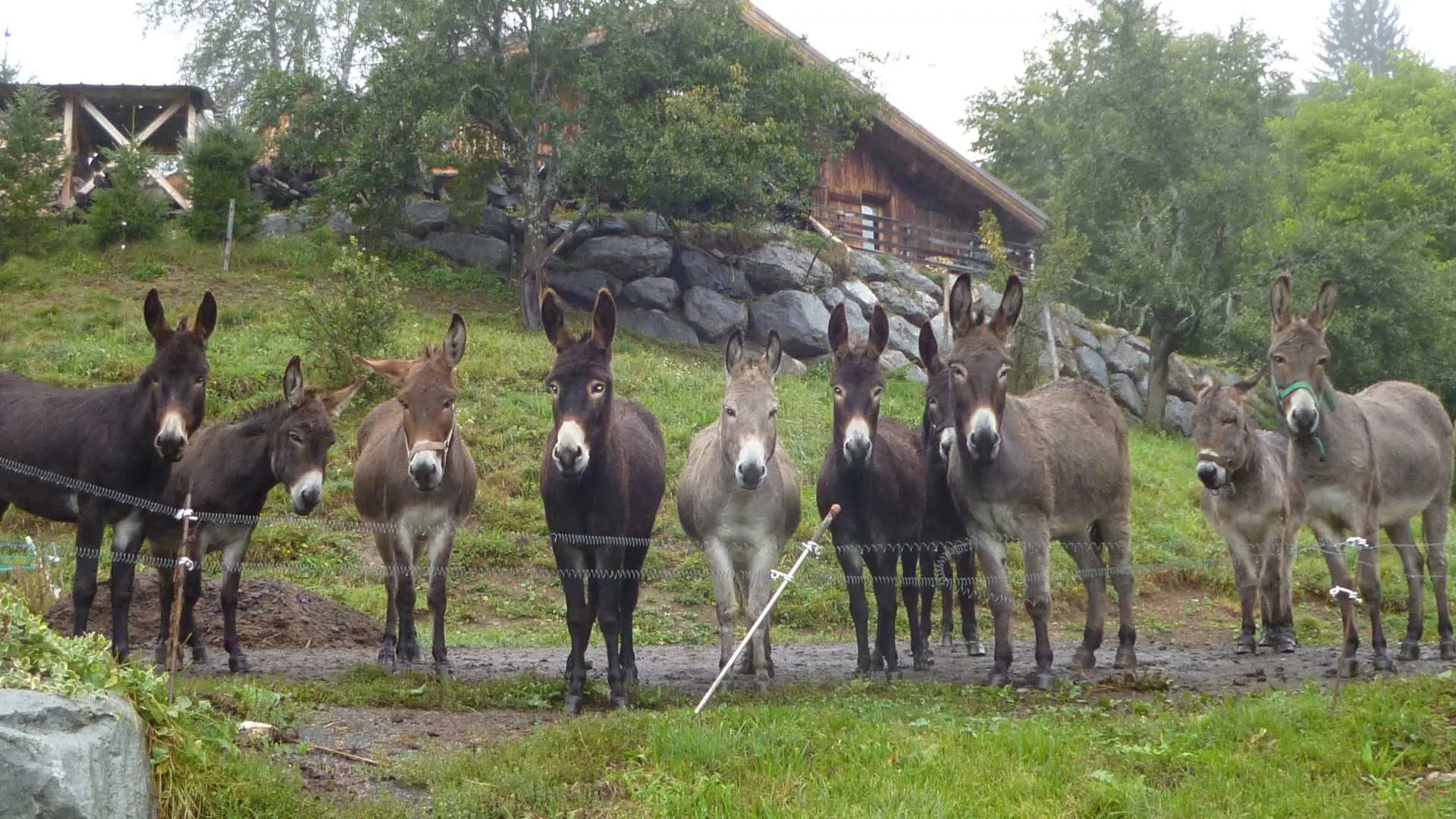 j'ai 10 ânes et bientôt 12.ils sont très gentils et aiment beaucoup le pain sec et les carottes. mais leur alimentation principale, l'hiver c'est du foin et l'été c'est de l'herbe.