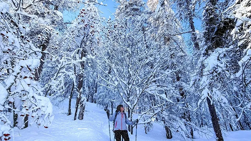 Randonneuse en raquettes à neige au milieu d'une forêt enneigée