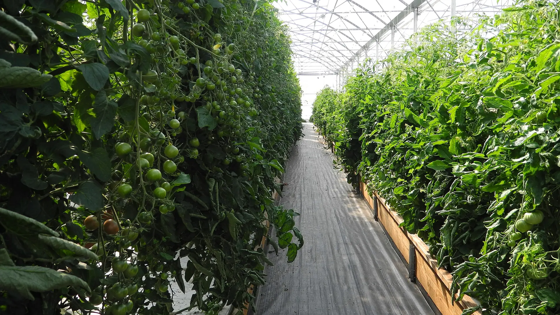 Les tomates murissent