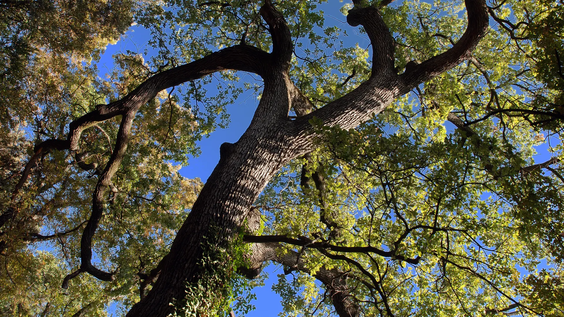 Le circuit de St-Pierre