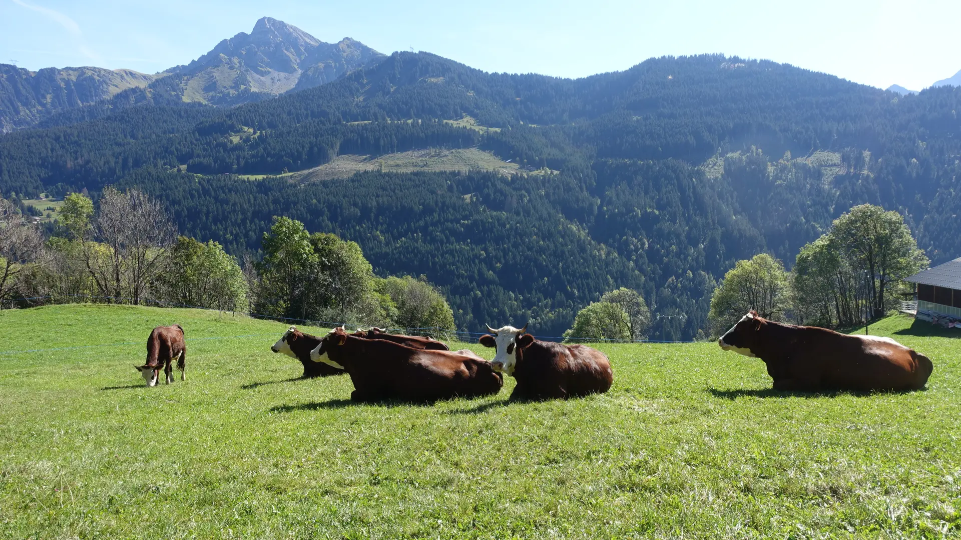 Abondance cows with a view of Mont de Grange