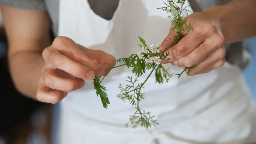 Fleurs de coriandre