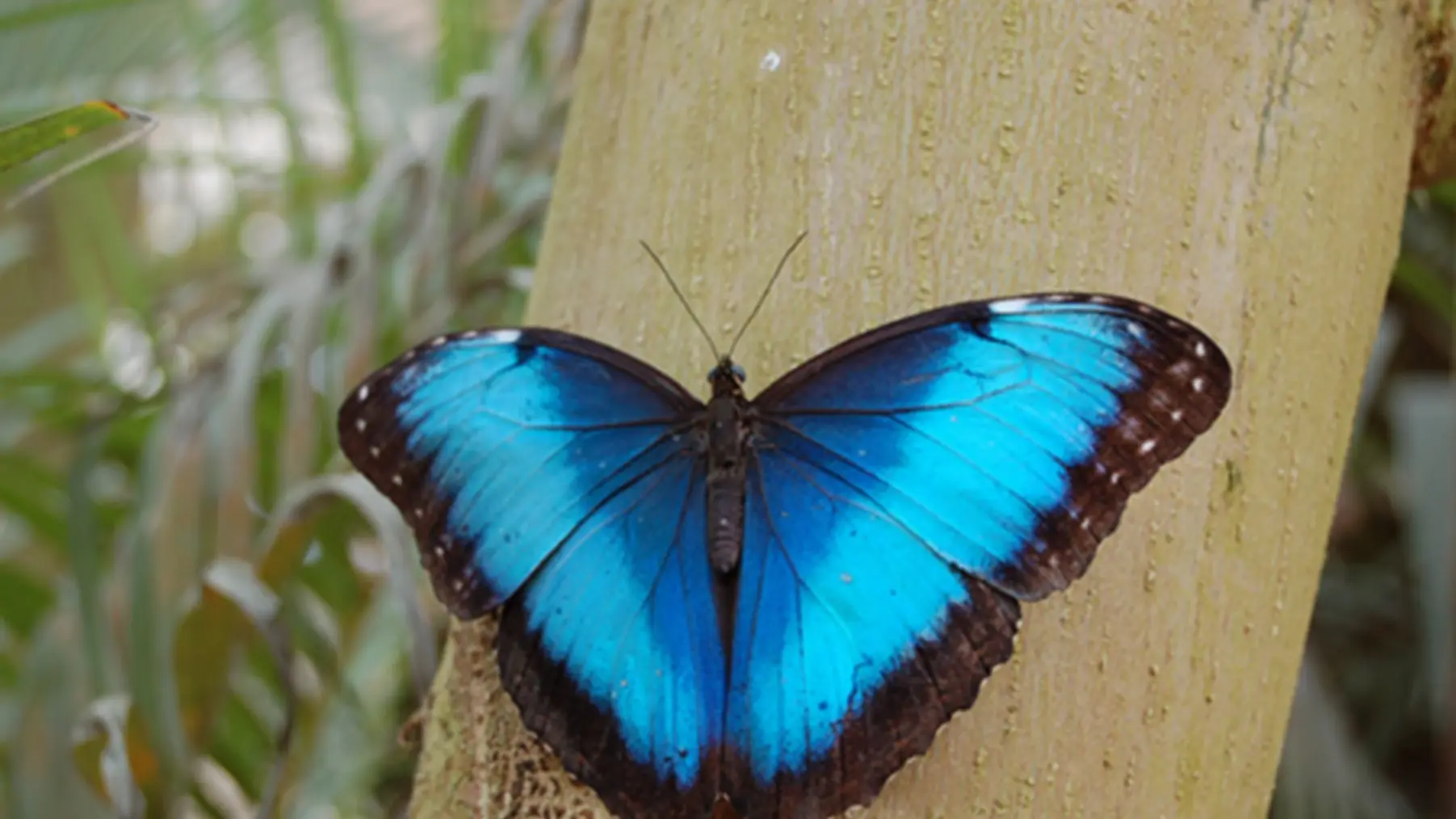 Le Carbet Amazonien, ferme aux papillons